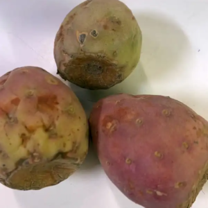 prickly pear cactus fruit