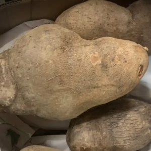 name coco from costa rica